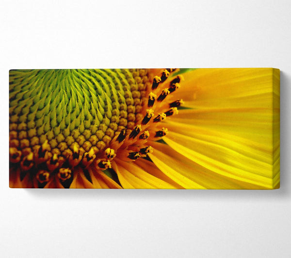 Yellow Sunflower Centre