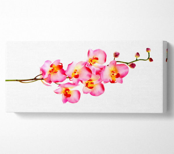 Orchid Stem Beauty