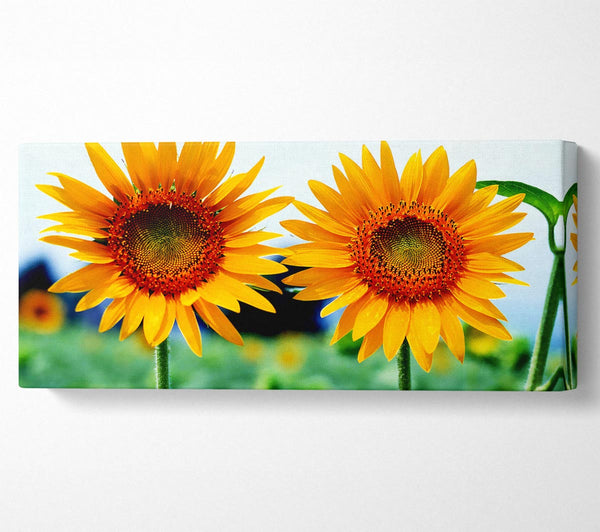 Twin Sunflowers