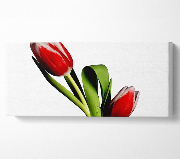 Twin Red Tulips
