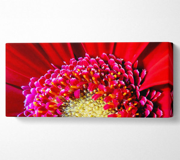 Red Gerbera Face Close-Up