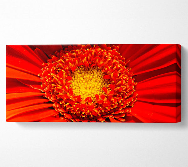 The Centre Of A Gerbera