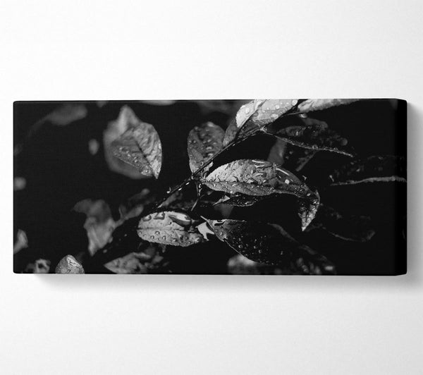 Winter Leaves B n W