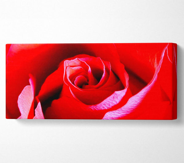 Pink Rose Bud