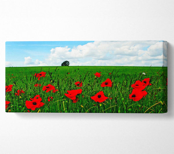 Poppy Fields On A Cloudy Day