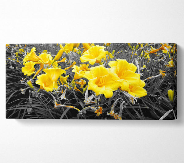 Yellow Trumpet Flowers On B n W
