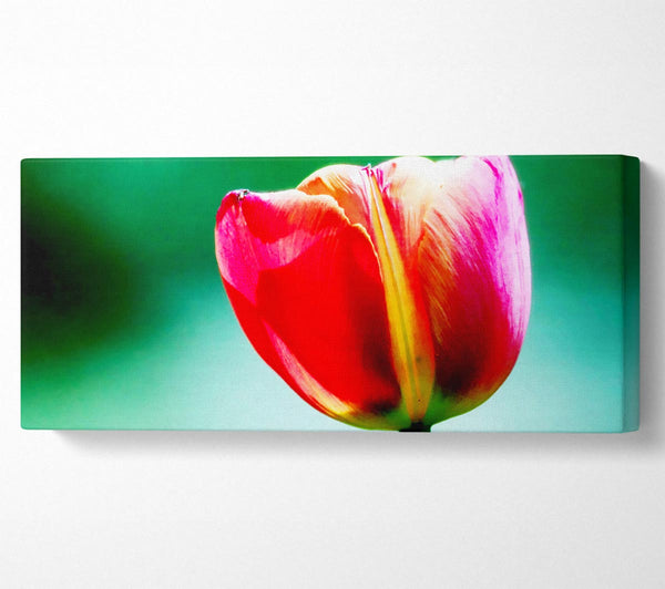 Single Pink Tulip