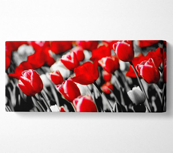 Red Tulips On B n W