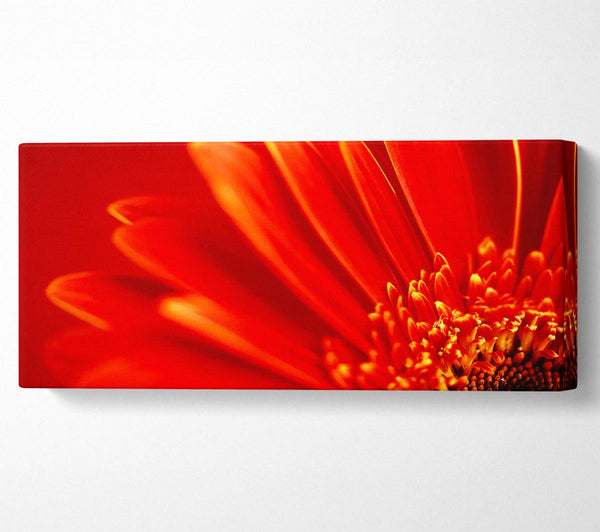Orange On Orange Gerbera Petals