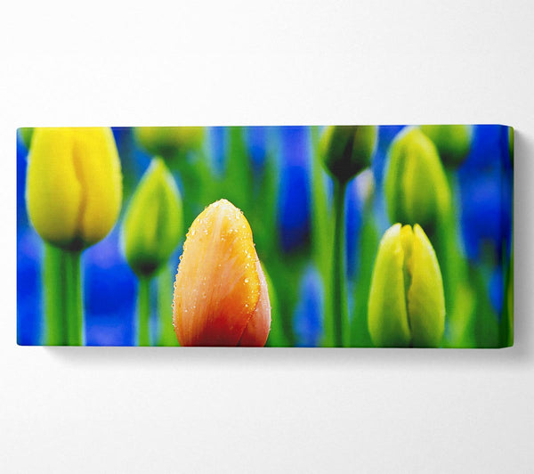 Yellow Tulips In A Blue Field