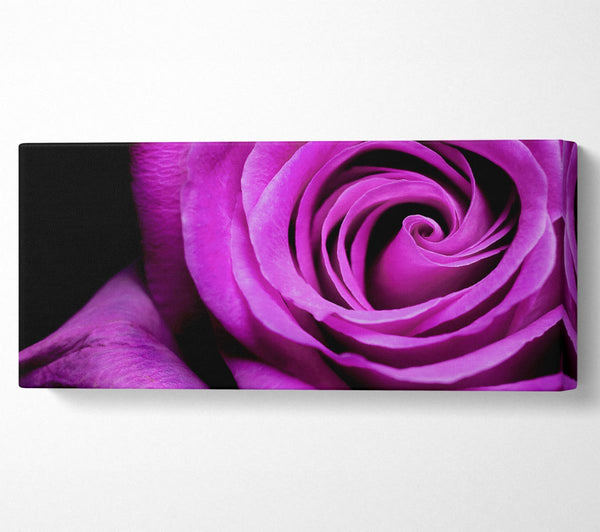 Purple Velvet Rose