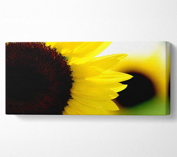 Sunflower Really Close-Up