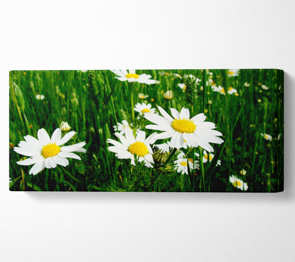 White Daisy Field Amongst The Grass