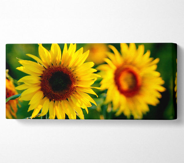 Sunflower Duo