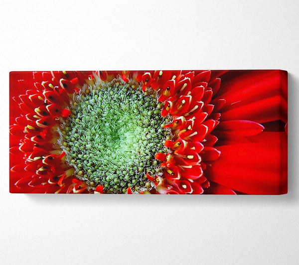 Red Gerbera Green Centre Close-Up