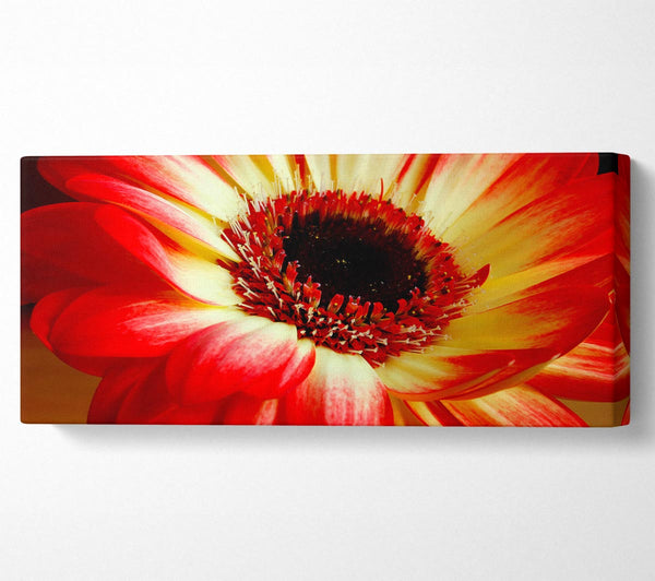 Red Daisy Petals