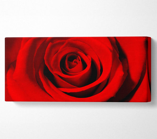 Close-Up Of The Soft Red Rose