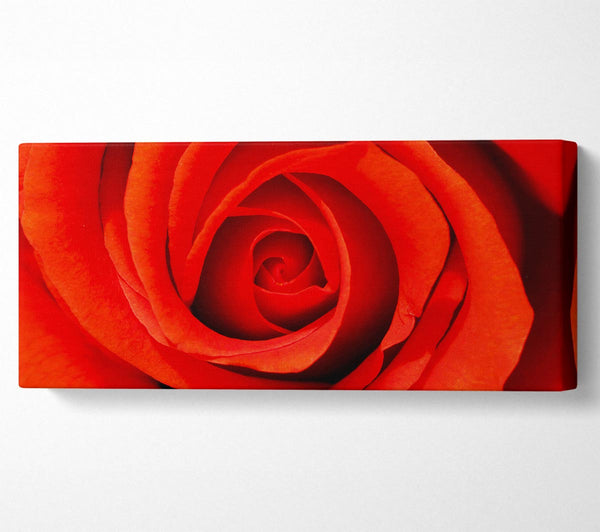 Close-Up Of A Beautiful Rose
