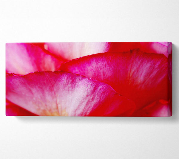 The Waves Of A Pink Flower