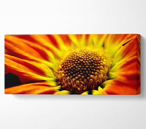 Orange Petal Daisy
