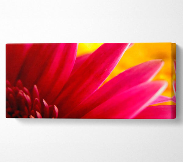 Vibrant Pink Petals On Yellow