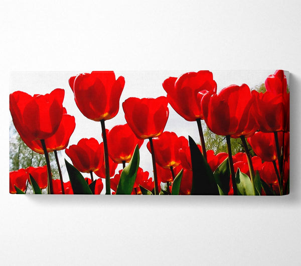 Red Tulip Galore