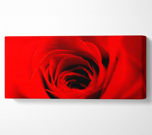 Soft Red Rose Close-Up