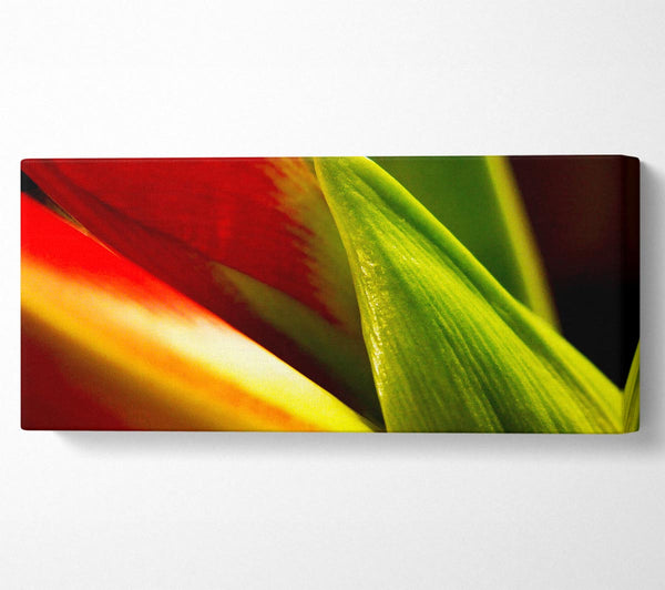 Colours Of Nature