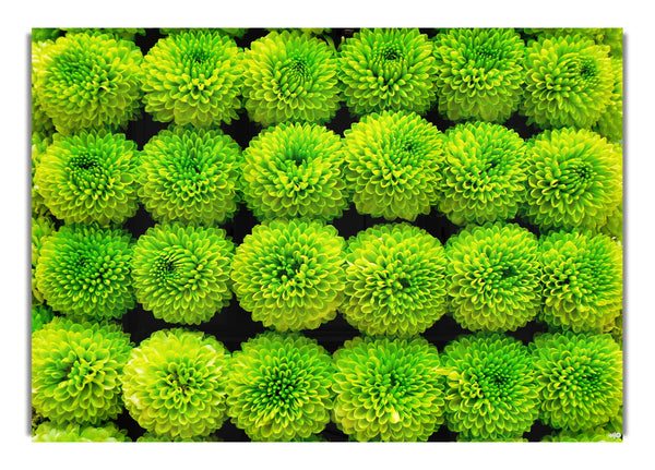 Green Parade