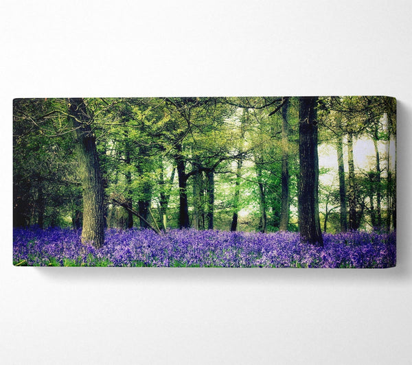 Bluebell Woodland