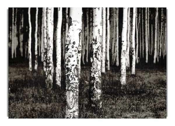 Mountains Quakies Forest