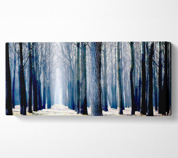 Trees Line-up In Winter