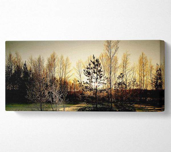 Trees Shadow Winter