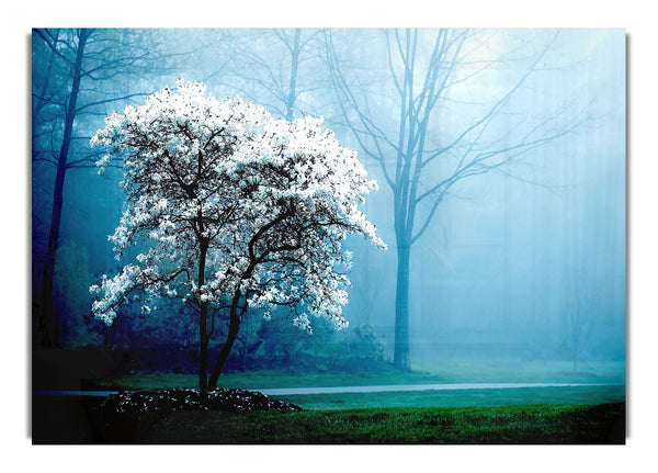 White Magnolia Tree