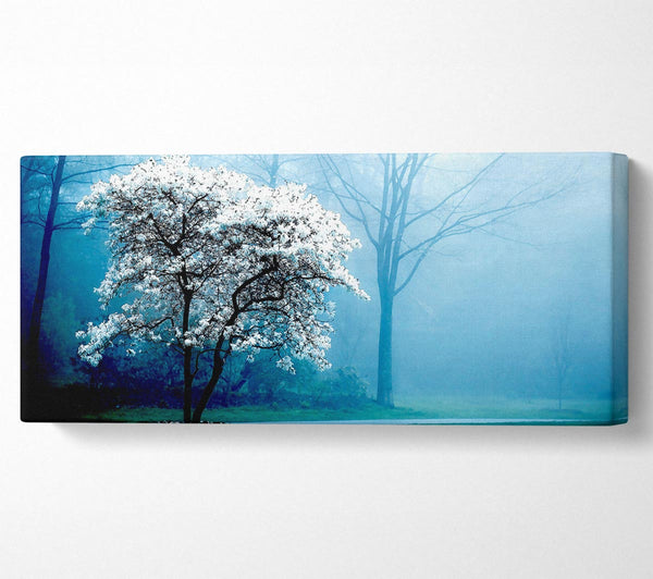 White Magnolia Tree