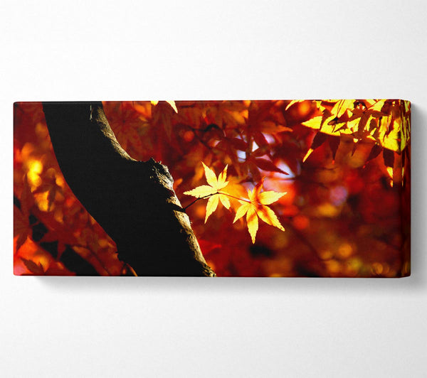 Tree Trunk Autumn