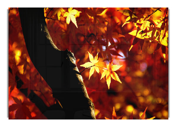 Tree Trunk Autumn