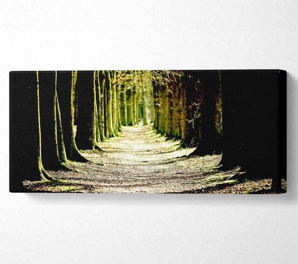 Tree Lined Path