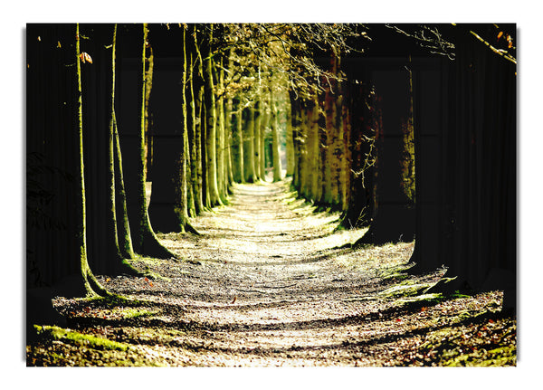 Tree Lined Path