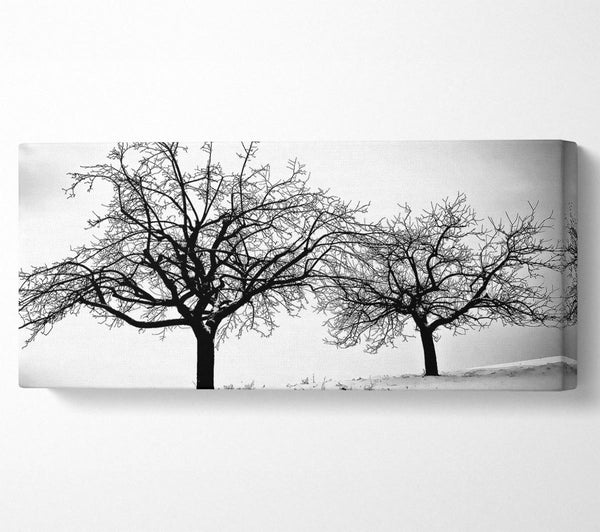 Trees In Winter