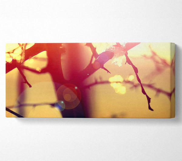 Winter Sunlight