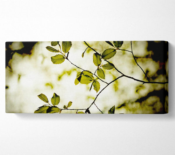 Twigs With Green Leaves