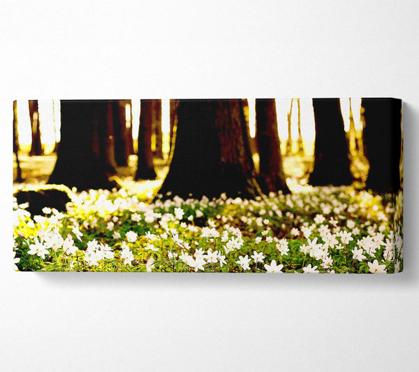 White Forest Flowers
