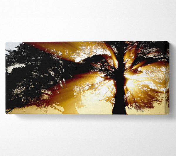 Trees With Sunlight