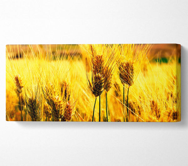 Wheat Field Near The Forest