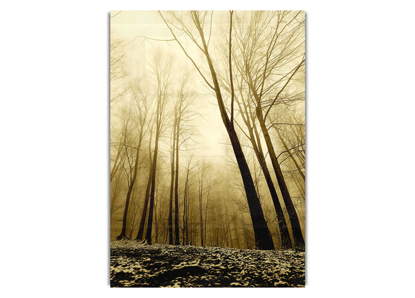 In The Depth Of The Forest