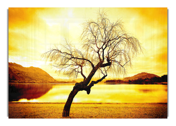 Willow Tree 2