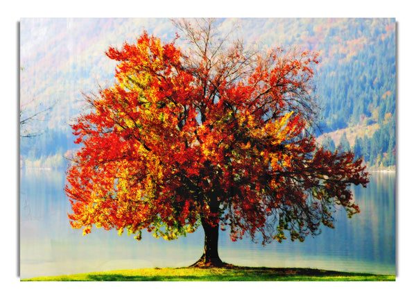 Der alte Winterbaum im Herbst