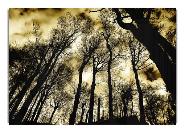 Woodland Skies