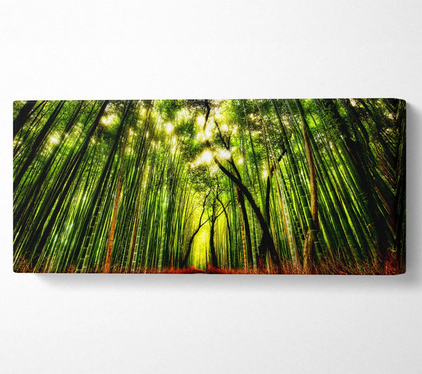 The Woodland Walk